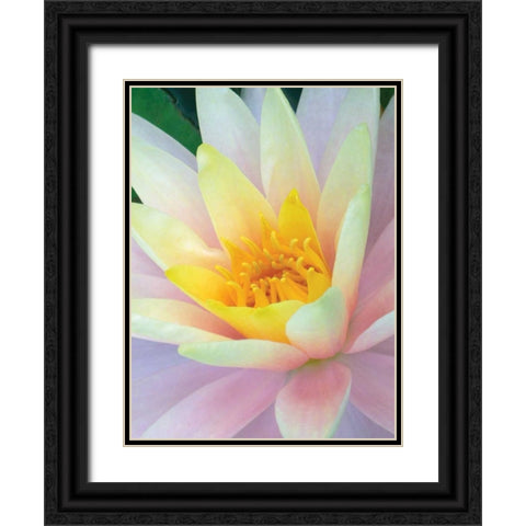 Water Lily Black Ornate Wood Framed Art Print with Double Matting by Christensen, Jim