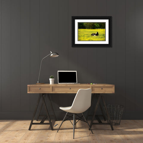 Black Pinto I Black Ornate Wood Framed Art Print with Double Matting by Hausenflock, Alan