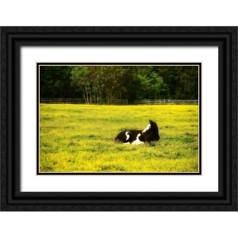Black Pinto I Black Ornate Wood Framed Art Print with Double Matting by Hausenflock, Alan