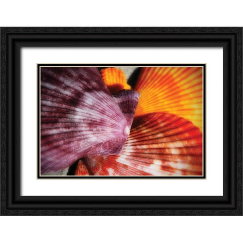 Scallops II Black Ornate Wood Framed Art Print with Double Matting by Hausenflock, Alan