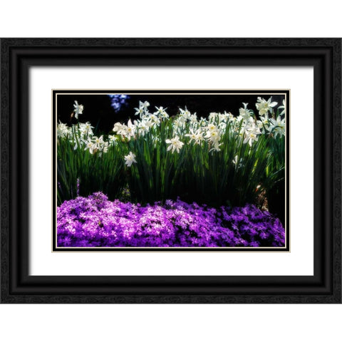 Spring Daffodils I Black Ornate Wood Framed Art Print with Double Matting by Hausenflock, Alan