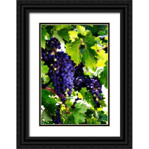 Grapes I Black Ornate Wood Framed Art Print with Double Matting by Hausenflock, Alan