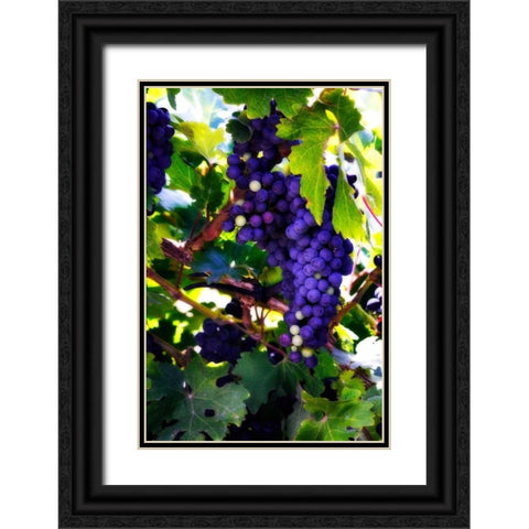 Grapes II Black Ornate Wood Framed Art Print with Double Matting by Hausenflock, Alan