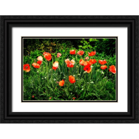 Poppies II Black Ornate Wood Framed Art Print with Double Matting by Hausenflock, Alan