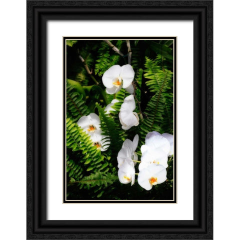 Orchids and Ferns I Black Ornate Wood Framed Art Print with Double Matting by Hausenflock, Alan