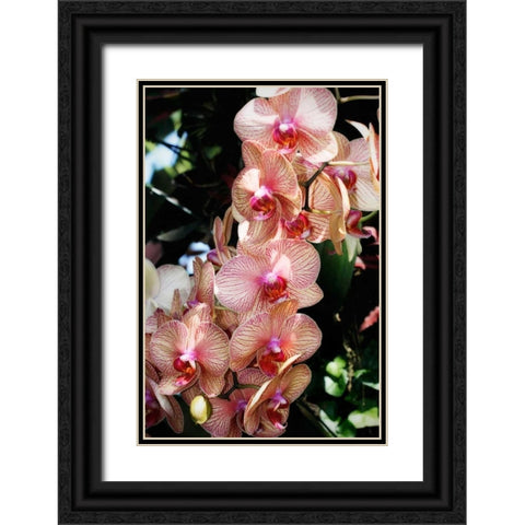 Moth Orchids V Black Ornate Wood Framed Art Print with Double Matting by Hausenflock, Alan