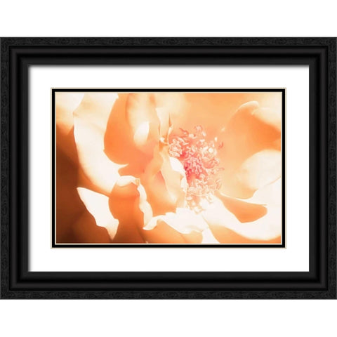 Melon Rose I Black Ornate Wood Framed Art Print with Double Matting by Hausenflock, Alan