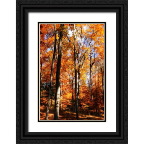 Autumn Cathedral I Black Ornate Wood Framed Art Print with Double Matting by Hausenflock, Alan