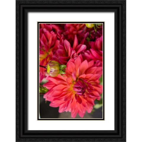 Fuschia Dalhia II Black Ornate Wood Framed Art Print with Double Matting by Love, Maureen