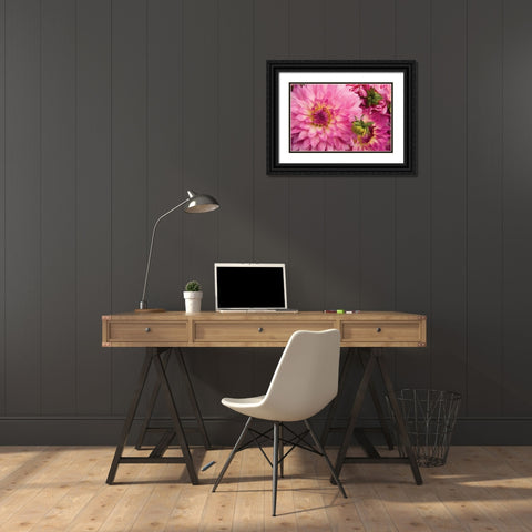 Pink Dalhia II Black Ornate Wood Framed Art Print with Double Matting by Love, Maureen