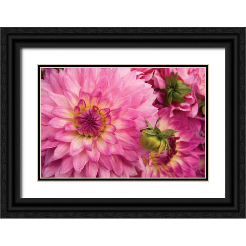 Pink Dalhia II Black Ornate Wood Framed Art Print with Double Matting by Love, Maureen