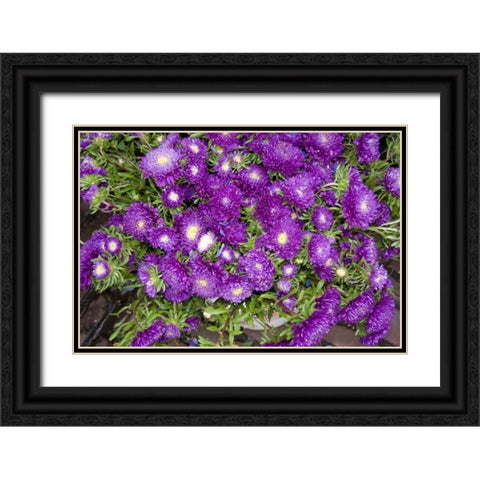 Purple Stars I Black Ornate Wood Framed Art Print with Double Matting by Love, Maureen