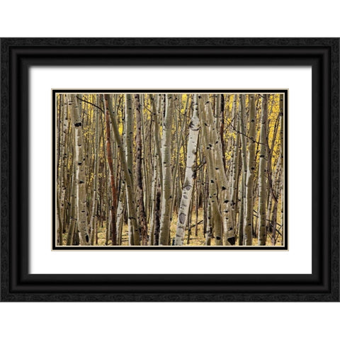 Aspen Grove I Black Ornate Wood Framed Art Print with Double Matting by Malvin, Larry
