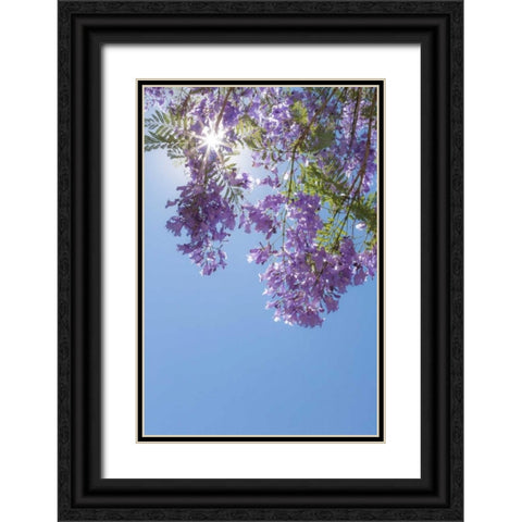 Jacaranda Tree I Black Ornate Wood Framed Art Print with Double Matting by Mahan, Kathy