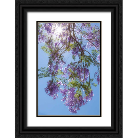 Jacaranda Tree II Black Ornate Wood Framed Art Print with Double Matting by Mahan, Kathy