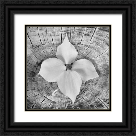 Bloom I Black Ornate Wood Framed Art Print with Double Matting by Mahan, Kathy