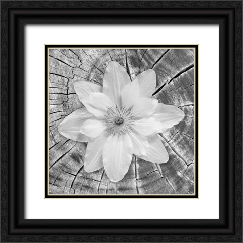 Bloom II Black Ornate Wood Framed Art Print with Double Matting by Mahan, Kathy