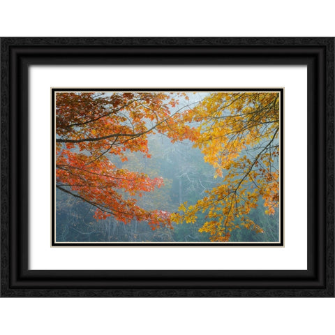 Oak Trees in Fall II Black Ornate Wood Framed Art Print with Double Matting by Mahan, Kathy