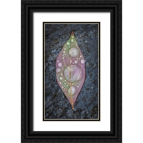 Dogwood Leaf And Rain I Black Ornate Wood Framed Art Print with Double Matting by Mahan, Kathy
