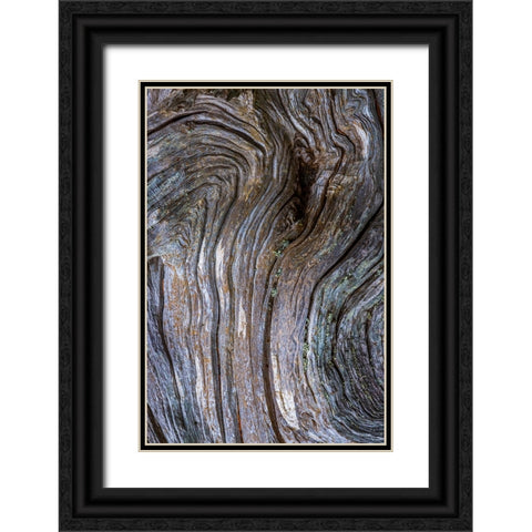 Gnarled Driftwood I Black Ornate Wood Framed Art Print with Double Matting by Mahan, Kathy