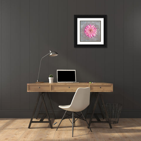 Pink Dahlia Black Ornate Wood Framed Art Print with Double Matting by Mahan, Kathy