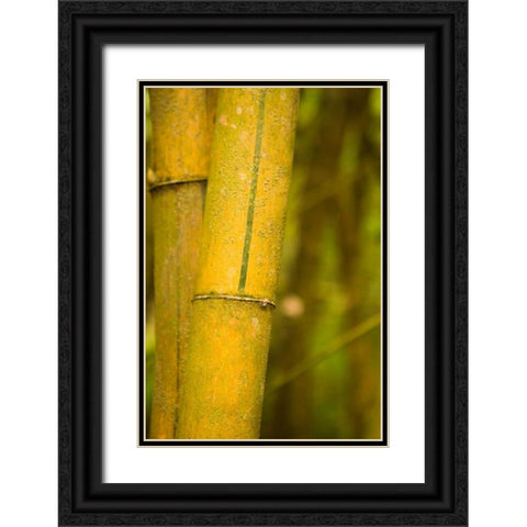 Bamboo I Black Ornate Wood Framed Art Print with Double Matting by Millet, Karyn