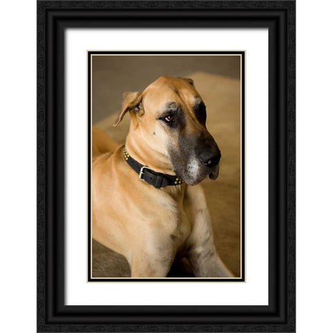 Great Dane Black Ornate Wood Framed Art Print with Double Matting by Millet, Karyn