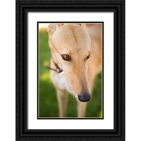 Greyhound Black Ornate Wood Framed Art Print with Double Matting by Millet, Karyn