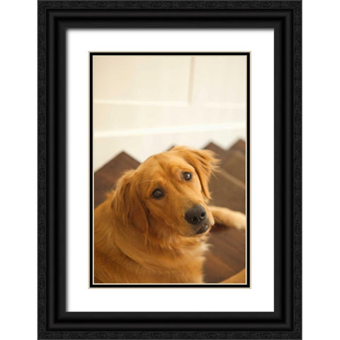 Goldie I Black Ornate Wood Framed Art Print with Double Matting by Millet, Karyn