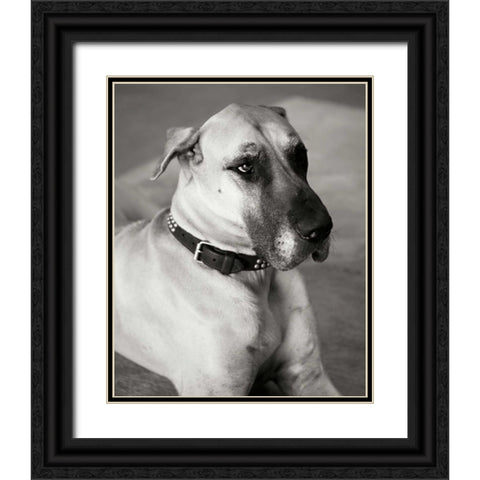 Great Dane Black Ornate Wood Framed Art Print with Double Matting by Millet, Karyn