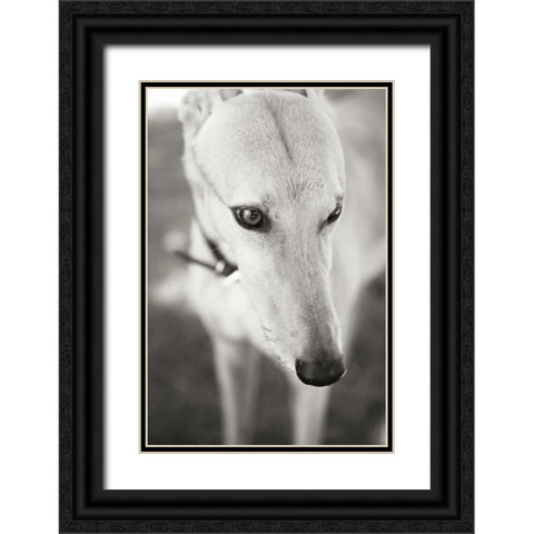Greyhound Black Ornate Wood Framed Art Print with Double Matting by Millet, Karyn