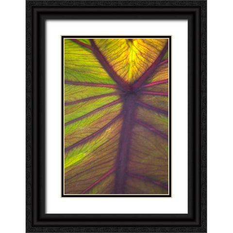 Sun in the Leaves I Black Ornate Wood Framed Art Print with Double Matting by Millet, Karyn