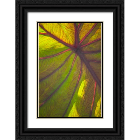 Sun in the Leaves II Black Ornate Wood Framed Art Print with Double Matting by Millet, Karyn