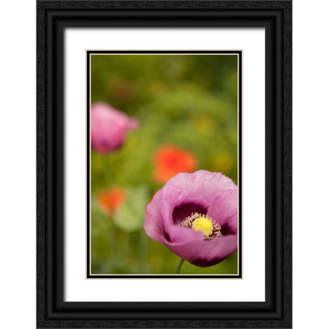 Purple Poppy II Black Ornate Wood Framed Art Print with Double Matting by Millet, Karyn