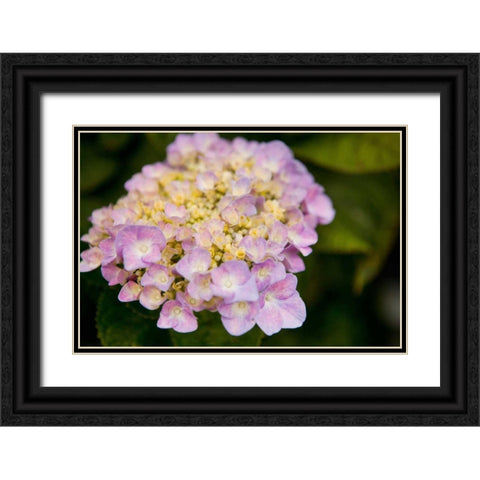 Hydrangeas I Black Ornate Wood Framed Art Print with Double Matting by Millet, Karyn