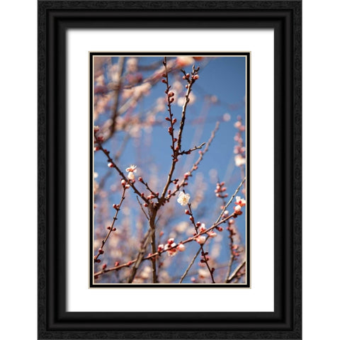 In Bloom X Black Ornate Wood Framed Art Print with Double Matting by Millet, Karyn