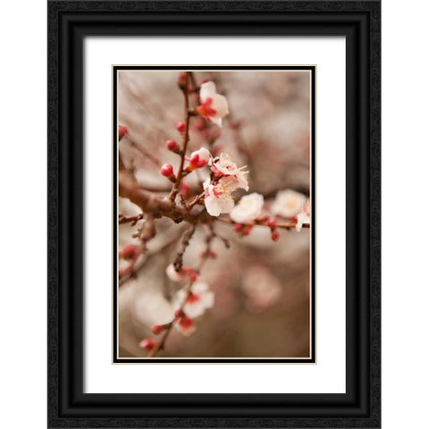In Bloom XI Black Ornate Wood Framed Art Print with Double Matting by Millet, Karyn