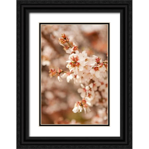 In Bloom XII Black Ornate Wood Framed Art Print with Double Matting by Millet, Karyn