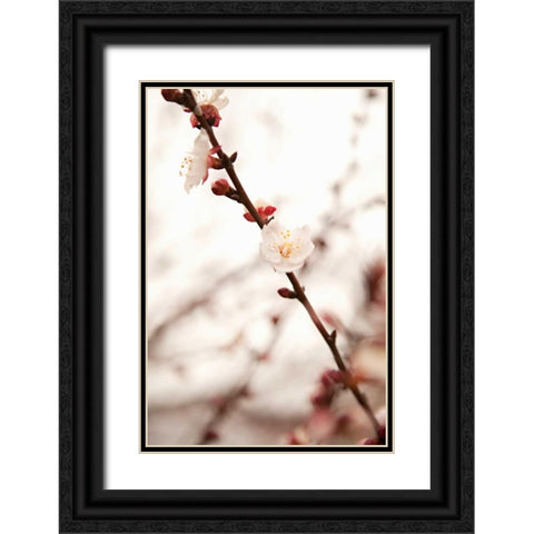 In Bloom XIII Black Ornate Wood Framed Art Print with Double Matting by Millet, Karyn
