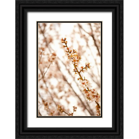 In Bloom XIV Black Ornate Wood Framed Art Print with Double Matting by Millet, Karyn
