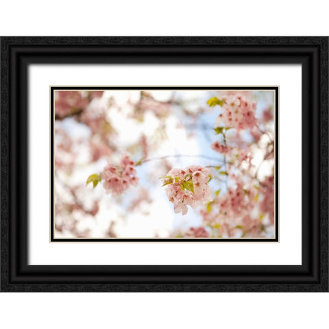 In Bloom XVI Black Ornate Wood Framed Art Print with Double Matting by Millet, Karyn