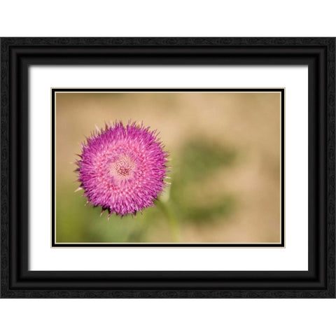 Macro Bloom II Black Ornate Wood Framed Art Print with Double Matting by Millet, Karyn