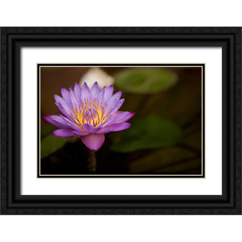 Macro Bloom VI Black Ornate Wood Framed Art Print with Double Matting by Millet, Karyn