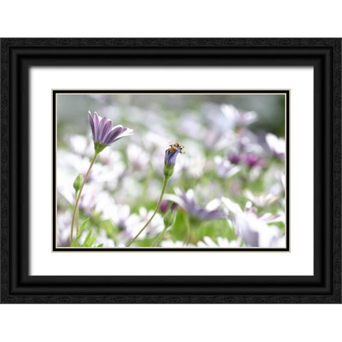 Field of Daisies I Black Ornate Wood Framed Art Print with Double Matting by Millet, Karyn