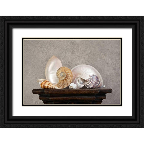 Seashell Still Life I Black Ornate Wood Framed Art Print with Double Matting by McNemar, C. Thomas