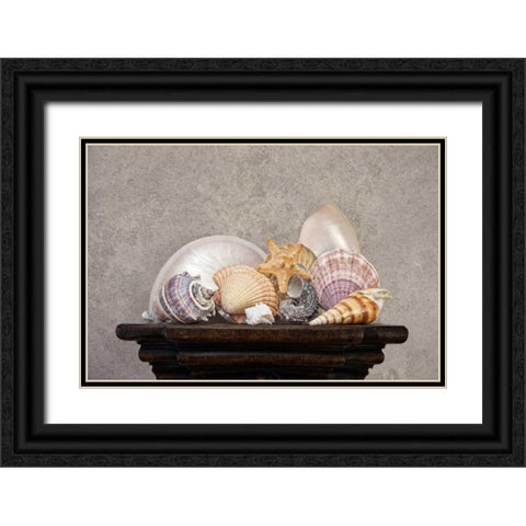 Seashell Still Life II Black Ornate Wood Framed Art Print with Double Matting by McNemar, C. Thomas