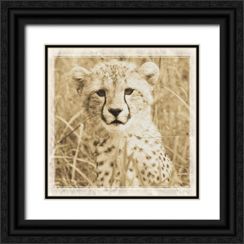 Young Africa Cheetah Black Ornate Wood Framed Art Print with Double Matting by Parker, Susann