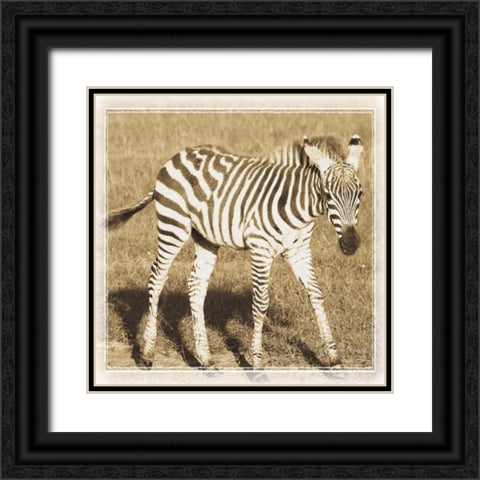 Young Africa Zebra Black Ornate Wood Framed Art Print with Double Matting by Parker, Susann