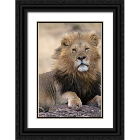 Africas King Black Ornate Wood Framed Art Print with Double Matting by Parker, Susann