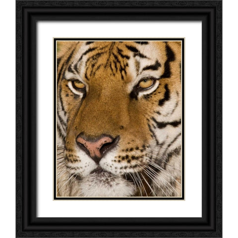 Stunning Black Ornate Wood Framed Art Print with Double Matting by Parker, Susann